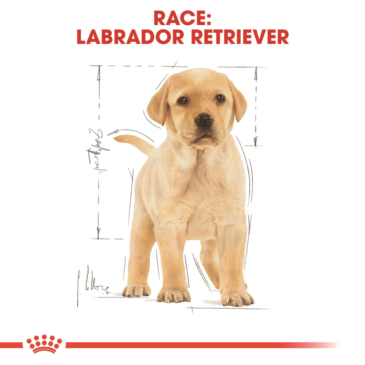 Royal Canin Labrador Retriever Puppy 12 kg - tørfoder til hvalpe
